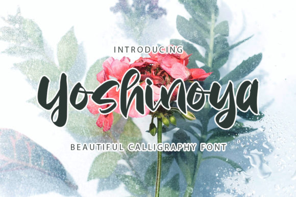 The Elegant Power of Yoshinoya Font